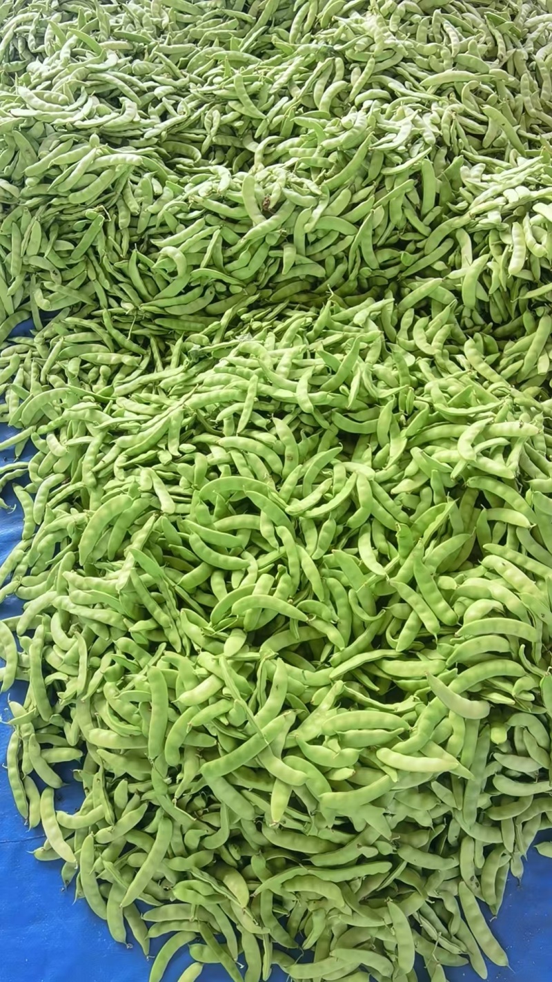 吉林油豆角大量上市，全国代发，可视频看货