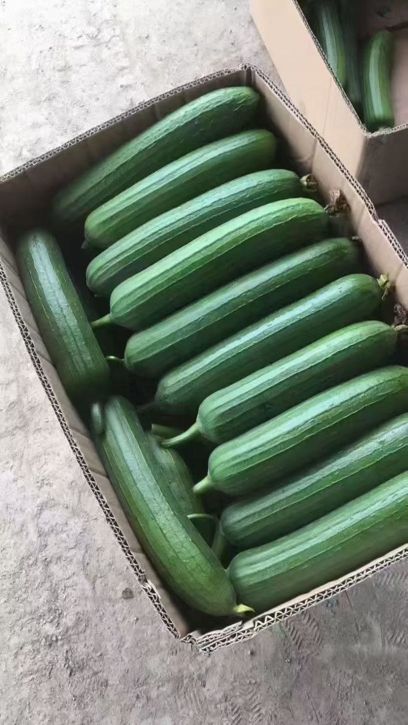 河南精品油皮丝瓜，常年有货，货源稳定，常年供应。