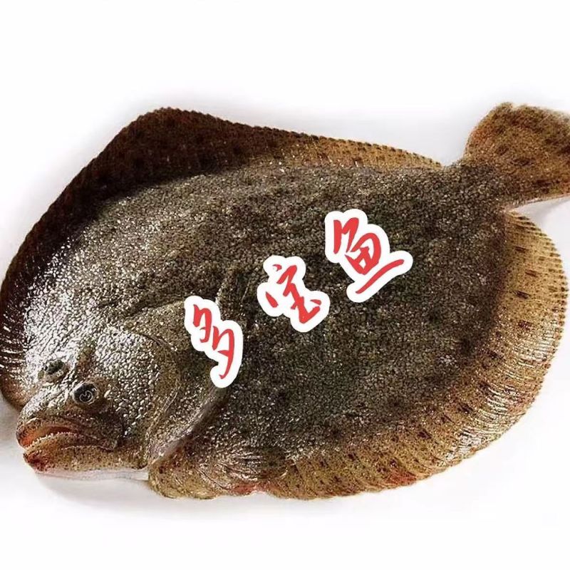鲜活海鲜新鲜多宝鱼大菱鲆比目鱼鲜活多宝鱼养殖海鱼批发冰鲜锁鲜