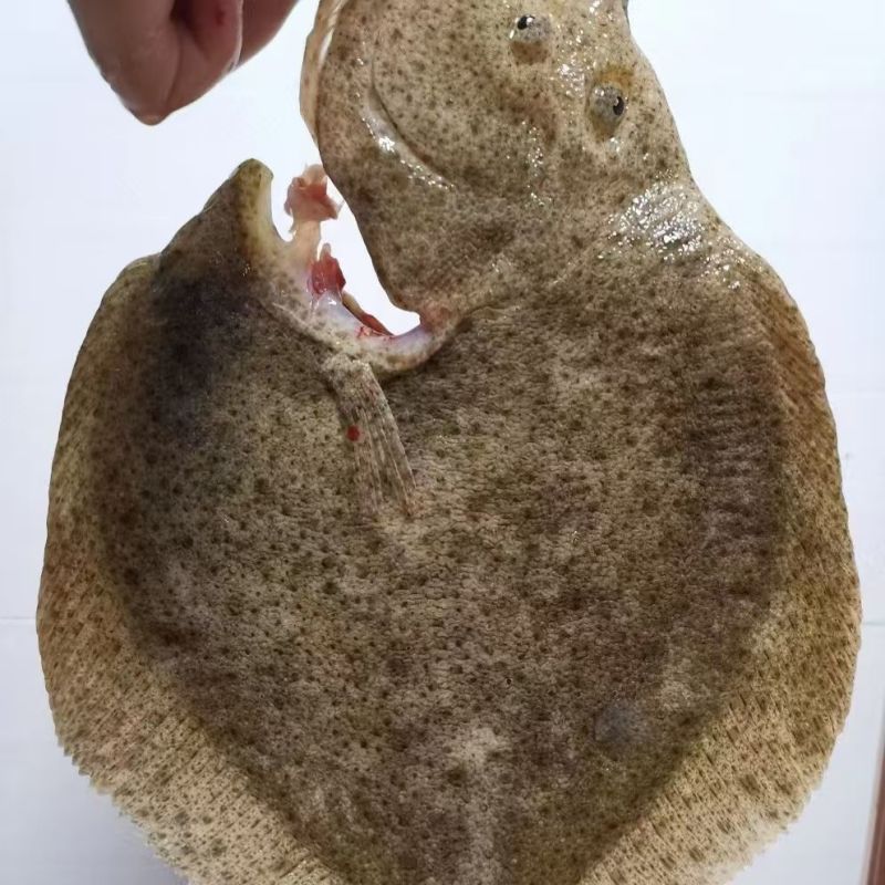 鲜活海鲜新鲜多宝鱼大菱鲆比目鱼鲜活多宝鱼养殖海鱼批发冰鲜锁鲜