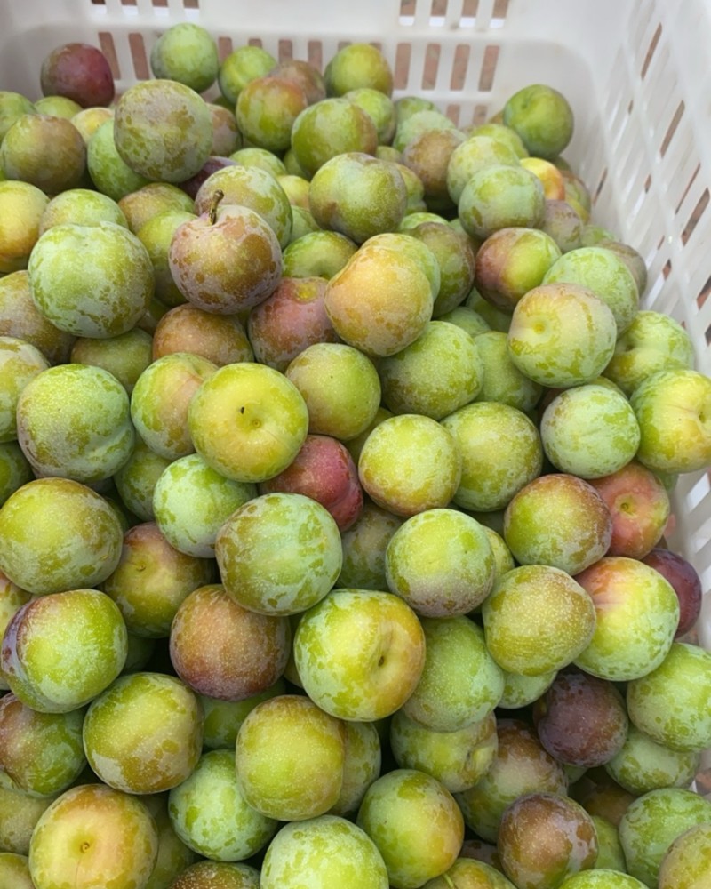 李子统国