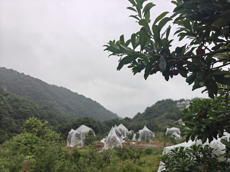 高山东魁杨梅