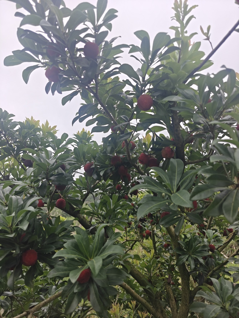 高山东魁杨梅
