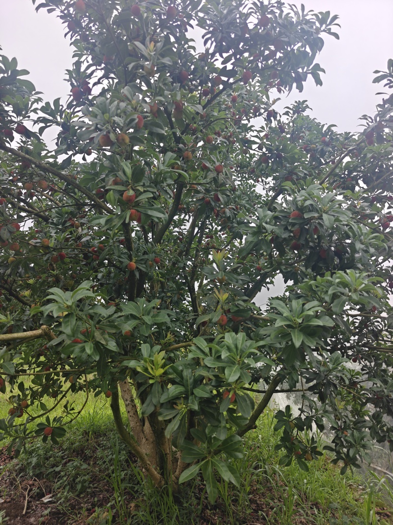 高山东魁杨梅