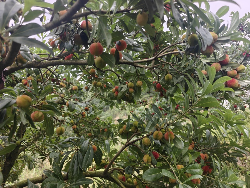 高山东魁杨梅