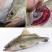 深海海鲈鱼特大新鲜花鲈海捕非养殖鱼蒸鱼批发冰鲜锁鲜码头直发