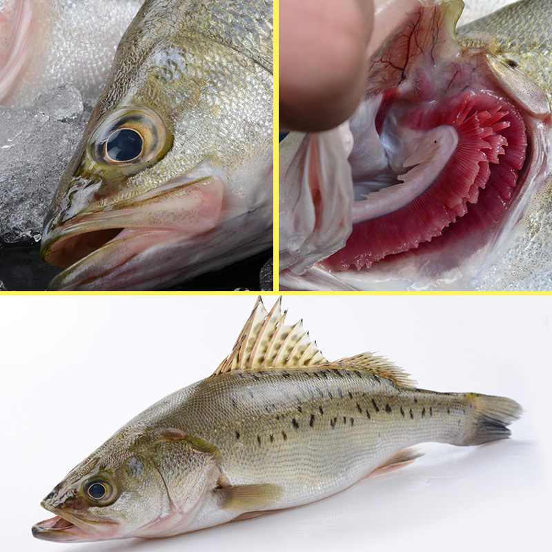 深海海鲈鱼特大新鲜花鲈海捕非养殖鱼蒸鱼批发冰鲜锁鲜码头直发
