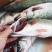 深海海鲈鱼特大新鲜花鲈海捕非养殖鱼蒸鱼批发冰鲜锁鲜码头直发