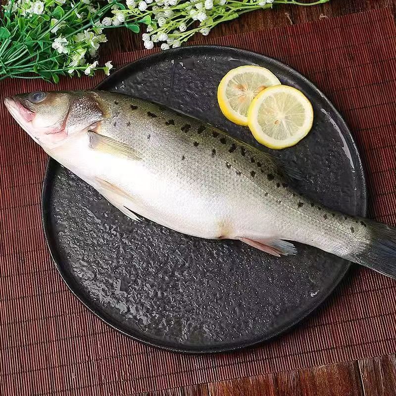 深海海鲈鱼特大新鲜花鲈海捕非养殖鱼蒸鱼批发冰鲜锁鲜码头直发