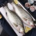 深海海鲈鱼特大新鲜花鲈海捕非养殖鱼蒸鱼批发冰鲜锁鲜码头直发