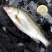 深海海鲈鱼特大新鲜花鲈海捕非养殖鱼蒸鱼批发冰鲜锁鲜码头直发