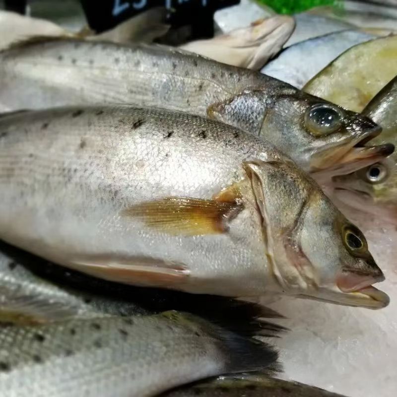 深海海鲈鱼特大新鲜花鲈海捕非养殖鱼蒸鱼批发冰鲜锁鲜码头直发