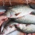 深海海鲈鱼特大新鲜花鲈海捕非养殖鱼蒸鱼批发冰鲜锁鲜码头直发