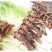 串康蚂蚱串200支