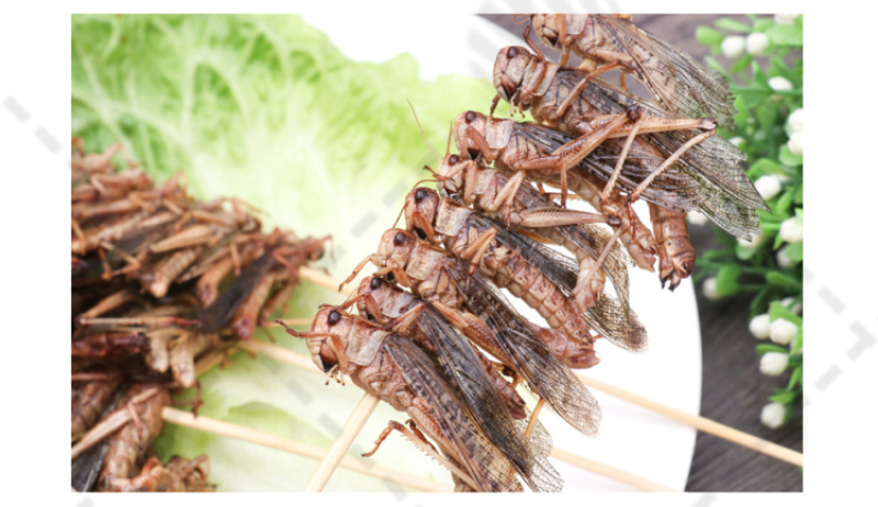 串康蚂蚱串200支