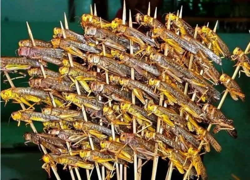 串康蚂蚱串200支
