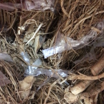 白花牛奶根正宗