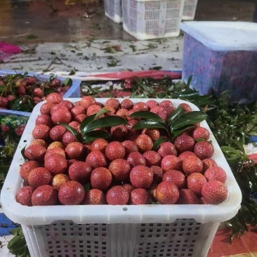 广西贵港情人荔，荔枝产地直发代发全国欢迎来电