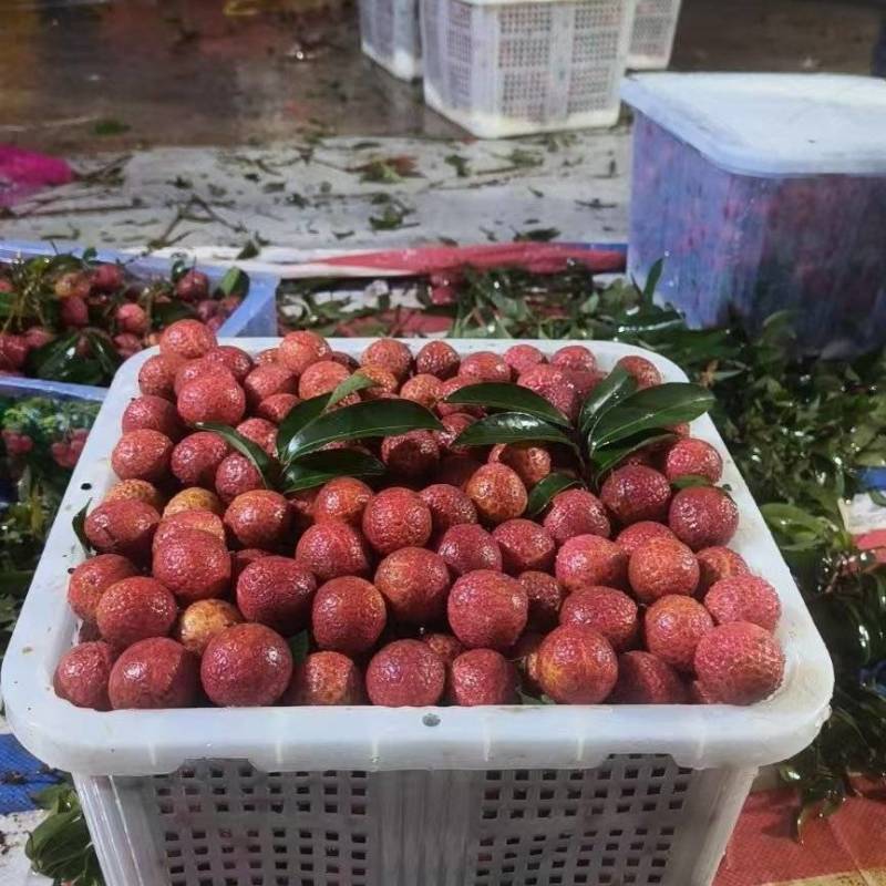 广西贵港情人荔，荔枝产地直发代发全国欢迎来电