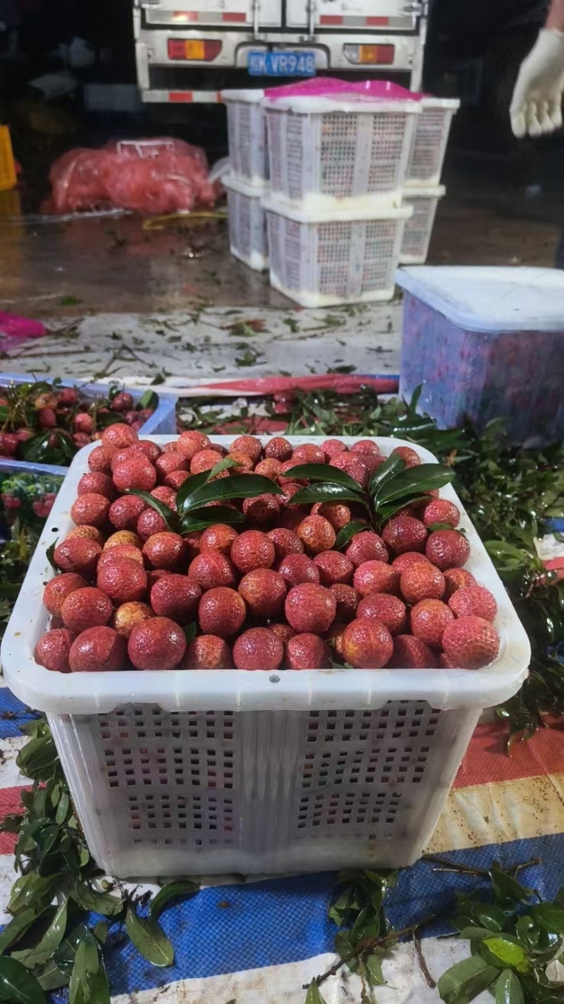 广西贵港禾荔，桂平麻垌禾荔大量接单，欢迎来电
