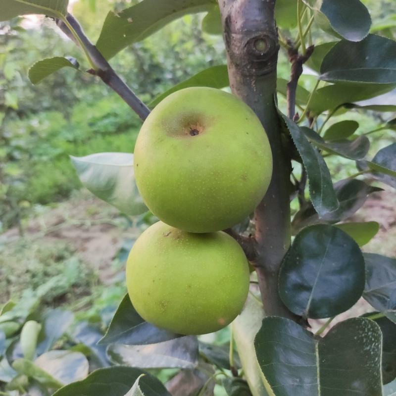 翠玉