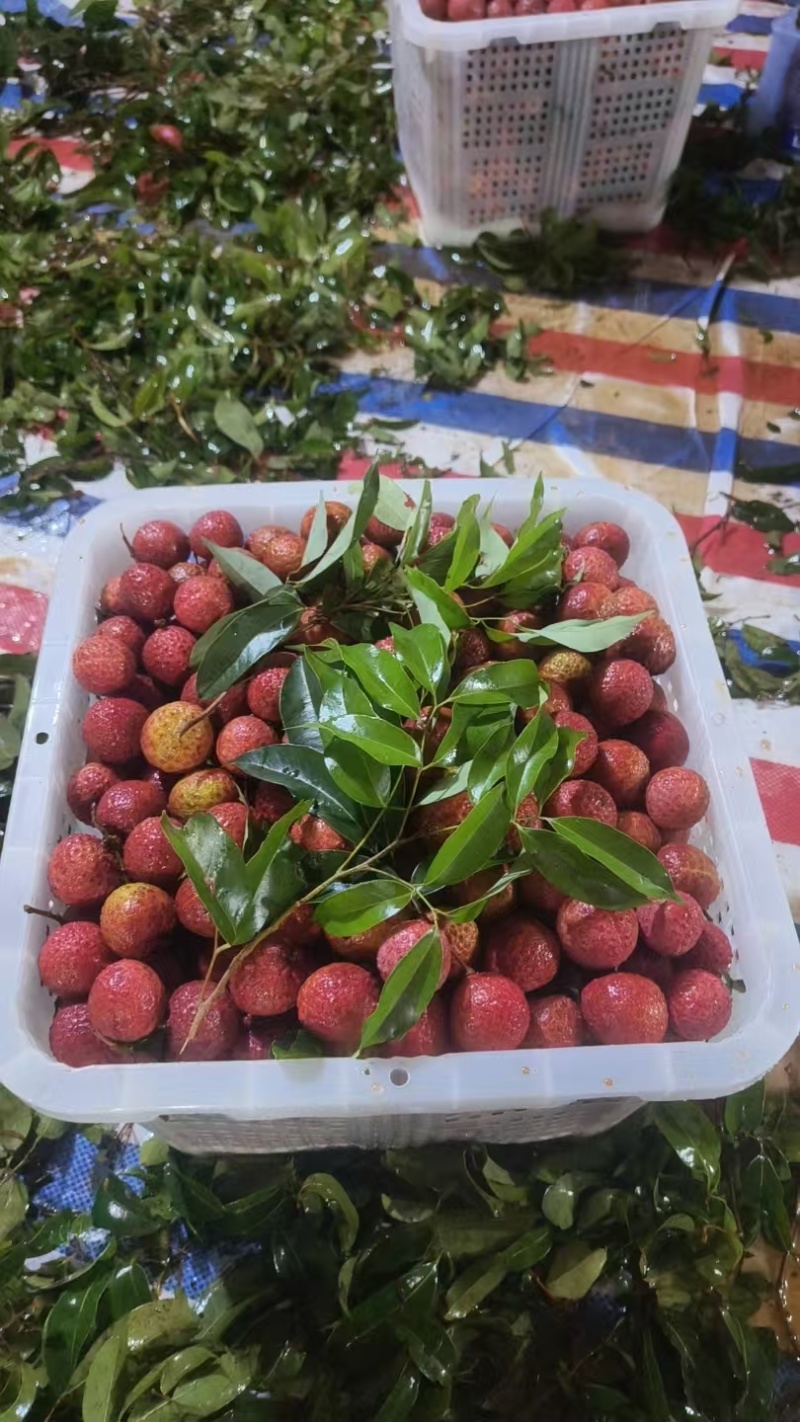 广西桂平禾荔，精品荔枝产地直发量大从优欢迎来电
