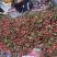 广西桂平禾荔，精品荔枝产地直发量大从优欢迎来电