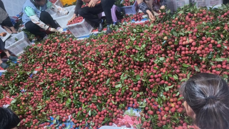 广西桂平禾荔，精品荔枝产地直发量大从优欢迎来电