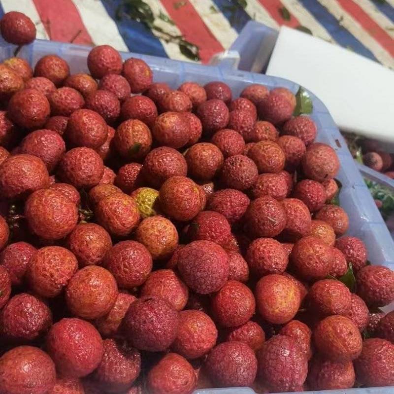 广西桂平禾荔，精品荔枝产地直发量大从优欢迎来电