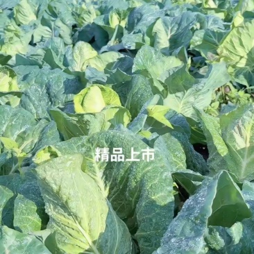 牛心甘蓝