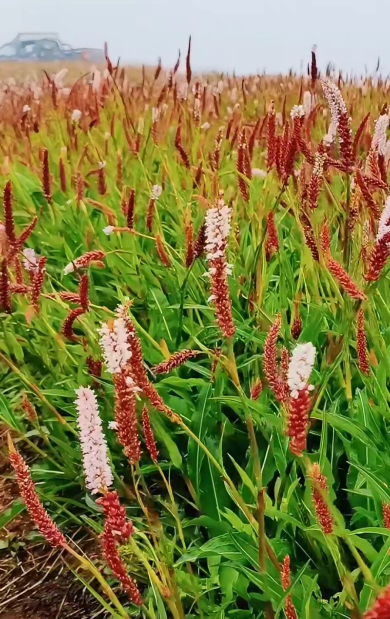 草血竭，