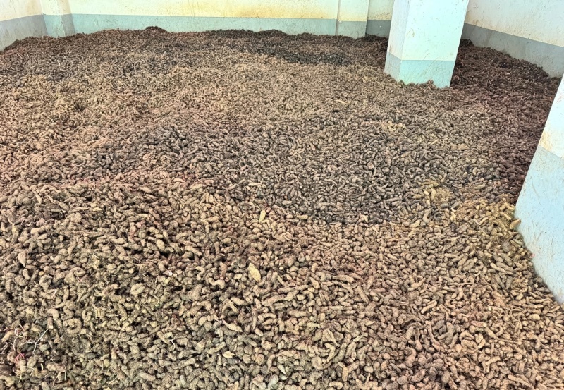 草血竭，