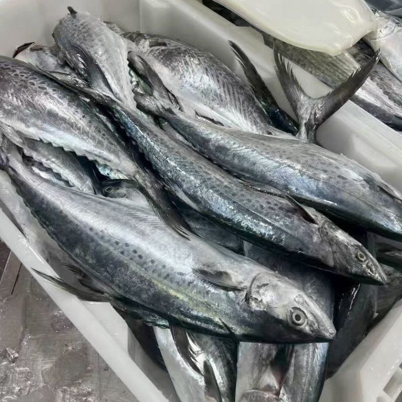 马鲛鱼海捕新鲜冷冻锁鲜批发特大鲅鱼野生燕尾鲜活海鱼冰鲜快运