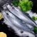 马鲛鱼海捕新鲜冷冻锁鲜批发特大鲅鱼野生燕尾鲜活海鱼冰鲜快运
