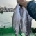 马鲛鱼海捕新鲜冷冻锁鲜批发特大鲅鱼野生燕尾鲜活海鱼冰鲜快运