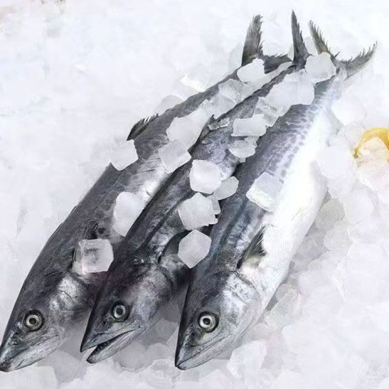 马鲛鱼海捕新鲜冷冻锁鲜批发特大鲅鱼野生燕尾鲜活海鱼冰鲜快运