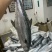 马鲛鱼海捕新鲜冷冻锁鲜批发特大鲅鱼野生燕尾鲜活海鱼冰鲜快运