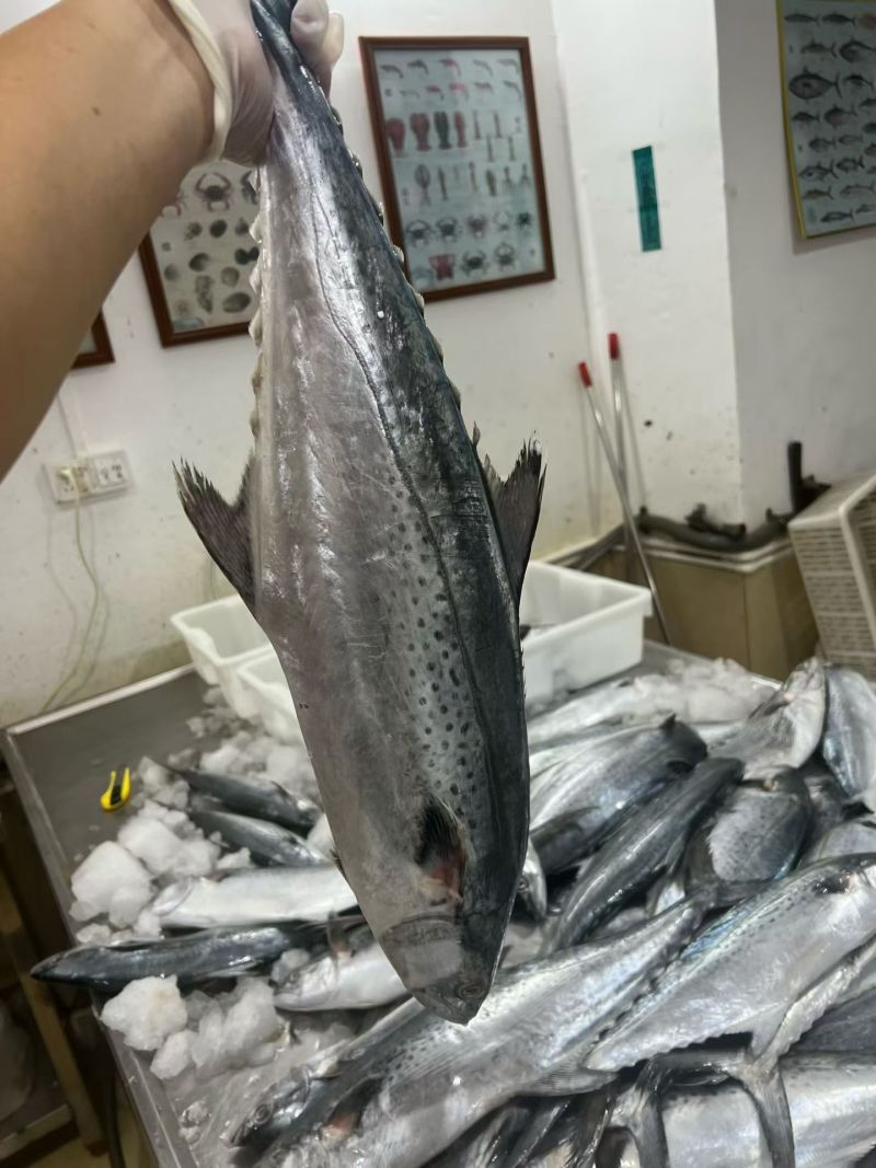马鲛鱼海捕新鲜冷冻锁鲜批发特大鲅鱼野生燕尾鲜活海鱼冰鲜快运