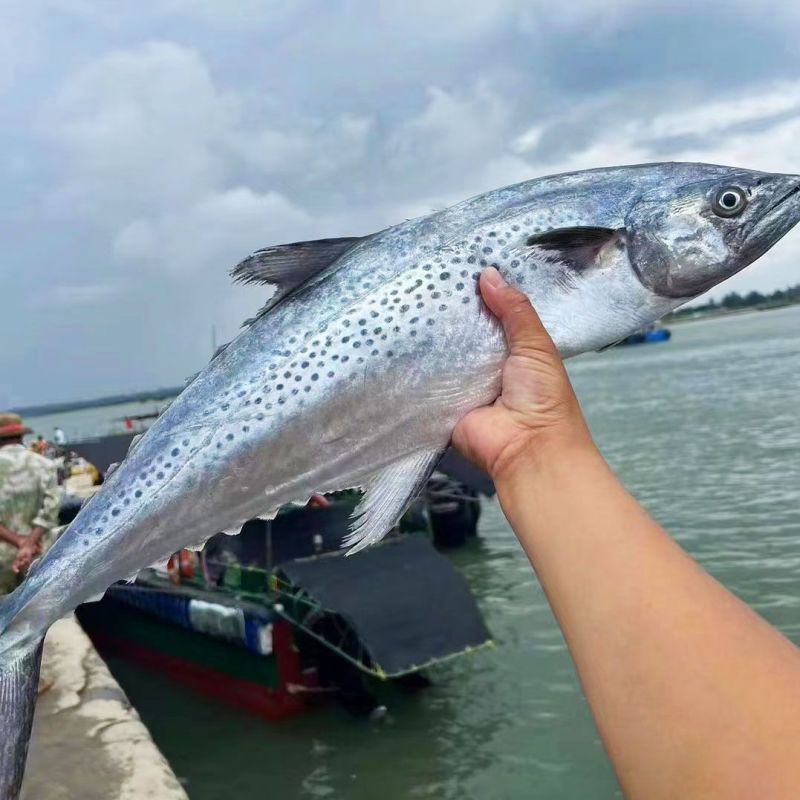 马鲛鱼海捕新鲜冷冻锁鲜批发特大鲅鱼野生燕尾鲜活海鱼冰鲜快运