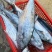 马鲛鱼海捕新鲜冷冻锁鲜批发特大鲅鱼野生燕尾鲜活海鱼冰鲜快运