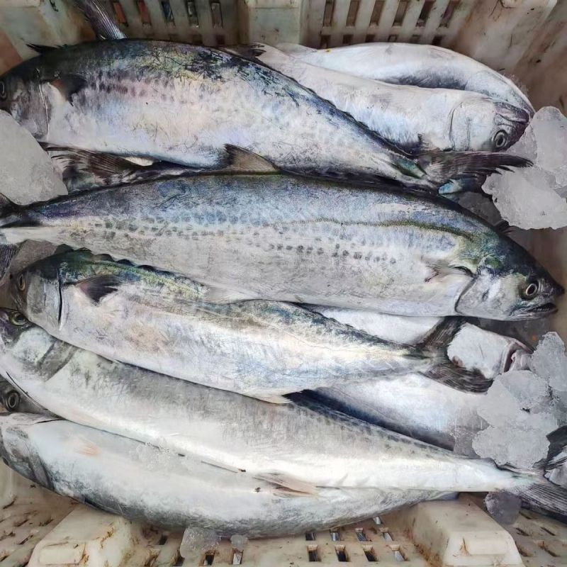 马鲛鱼海捕新鲜冷冻锁鲜批发特大鲅鱼野生燕尾鲜活海鱼冰鲜快运
