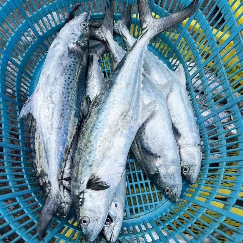 马鲛鱼海捕新鲜冷冻锁鲜批发特大鲅鱼野生燕尾鲜活海鱼冰鲜快运