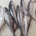 马鲛鱼海捕新鲜冷冻锁鲜批发特大鲅鱼野生燕尾鲜活海鱼冰鲜快运