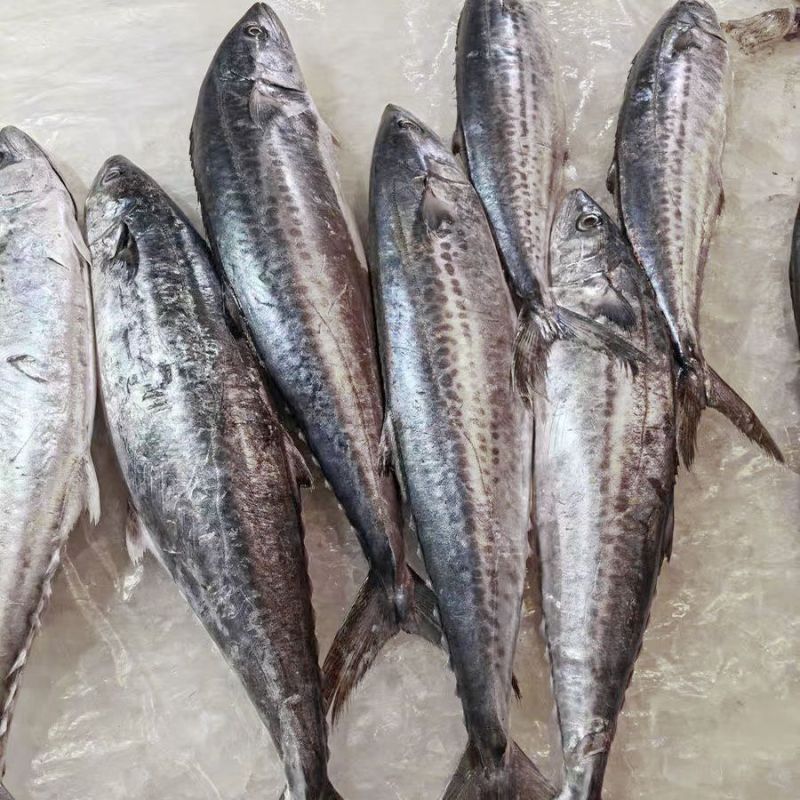 马鲛鱼海捕新鲜冷冻锁鲜批发特大鲅鱼野生燕尾鲜活海鱼冰鲜快运