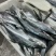 马鲛鱼海捕新鲜冷冻锁鲜批发特大鲅鱼野生燕尾鲜活海鱼冰鲜快运