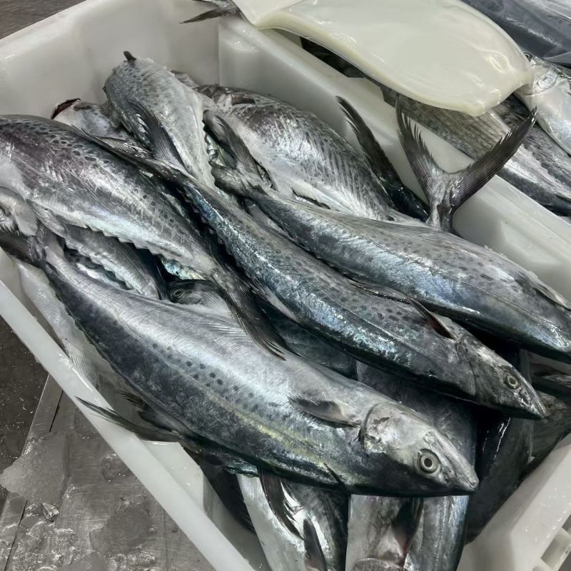 马鲛鱼海捕新鲜冷冻锁鲜批发特大鲅鱼野生燕尾鲜活海鱼冰鲜快运