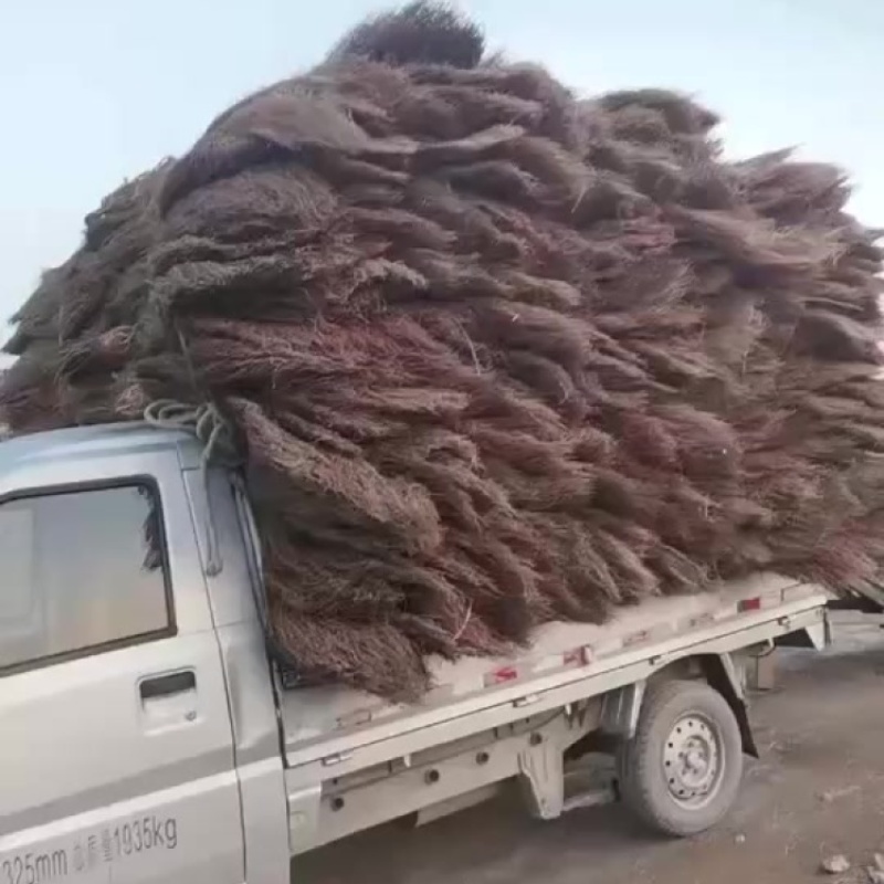 山西清徐自产加厚芨芨草环卫大扫把