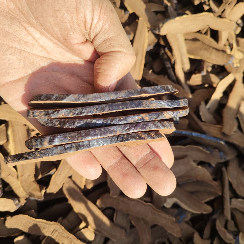 灵芝中心切片