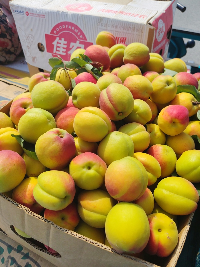 红杏大量