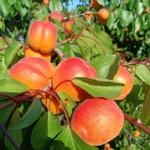 红杏大量